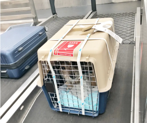 嘉定宠物托运 宠物托运公司 机场宠物托运 宠物空运